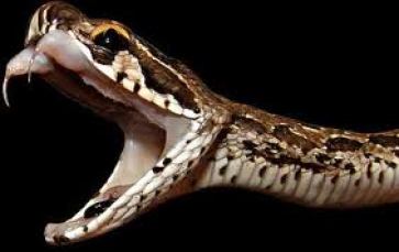 morso-serpente-velenoso